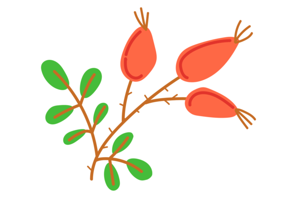 Rosehip Branch Color Icon: Graphics & Illustrations