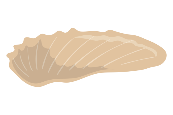 Seashell Color Icon: Marine Fauna Graphics & Illustrations