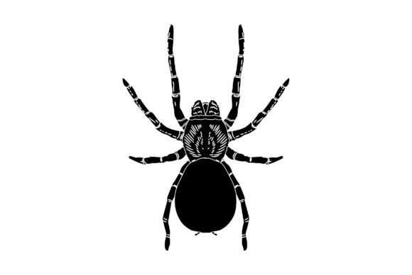 Tarantula Vector Design Solid Color Graphics & Illustrations